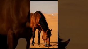 Рәдиф Зарипов - Ҙур юлдарға сыҡты атым