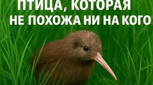 Киви - птица, которая не похожа ни на кого (10 удивительны и интересных фактов)