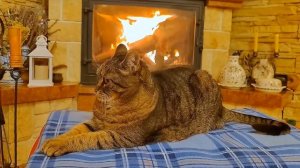 Готовим новое путешествие или КОТоБУДНИ последних дней октября 2025 г.