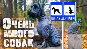 Веселое нашествие собак | ШНАУЦЕРПАТИ