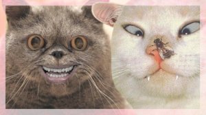 ЗАБАВНЫЕ МОМЕНТЫ С ЖИВОТНЫМИ, СНЯТЫЕ НА КАМЕРУ №2