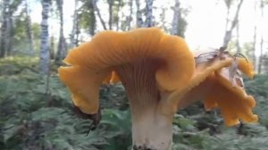 ... Почему грибы Лисички не бывают червивыми....