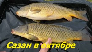КАК ЛОВИТЬ САЗАНА в ОКТЯБРЕ? НАЖИВКИ и СНАСТИ для РЫБАЛКИ! МЕСТА и ПРИКОРМКА для ЛОВЛИ САЗАНА