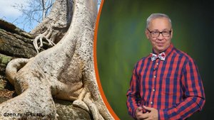 Всё обо всём. Древесина дороже золота. Выпуск от 30.10.25