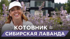 Котовник: Альтернатива Лаванде, Которая Растёт БЕЗ Ухода