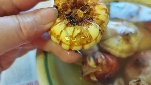 Трипс на гладиллусах