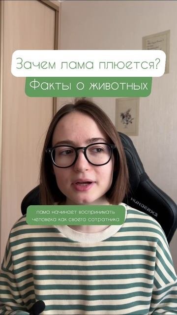 Лама плюется. У меня все. (подписывайтесь на факты о животных)