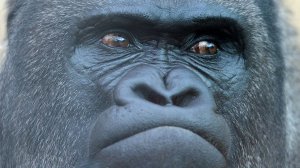 Просто вовчанский. Elysium Project.