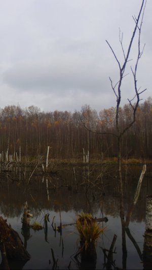 В ПОИСКАХ НОВЫХ МЕСТ.