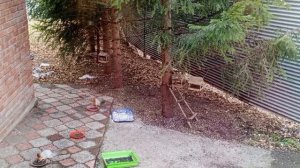 белки с нами с утра до вечера