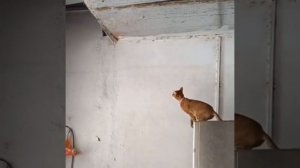 коты гимнасты #котики #милота #гимнасты