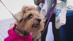 Каникросс «Быстрый пёс» прошёл в Пискарёвском парке