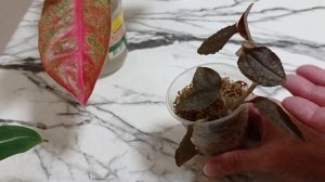 Комнатные растения/цветы. Как проходят адаптацию растения с посылки. Аглаонемы, ардизия...