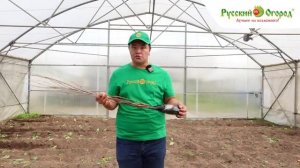 Приобрели саженцы с ОКС, а в вашем регионе уже устойчивые холода? Не страшно!