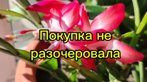 Ейск ! Немного разных вкусностей, в покупке я неразочеровалась 30-10-2025