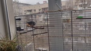 Домашние синицы в студии