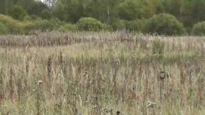 Заблудилась в Купринском лесу. Подберезовики собирали.