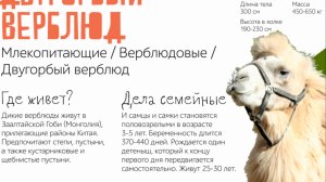 Верблюд в зоопарке Червленый яр