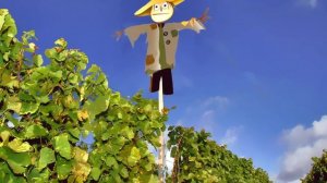 Пугало ночью и днем