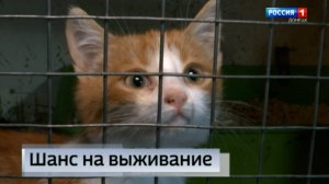 Приют Михалыча