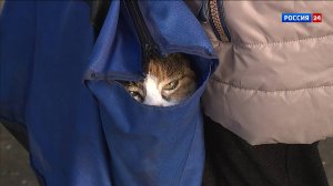 31 октября в Вересниках пройдет вакцинация животных от бешенства