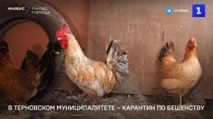 В Терновском муниципалитете – карантин по бешенству