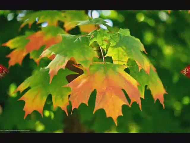 Листья закружат. смотреть онлайн