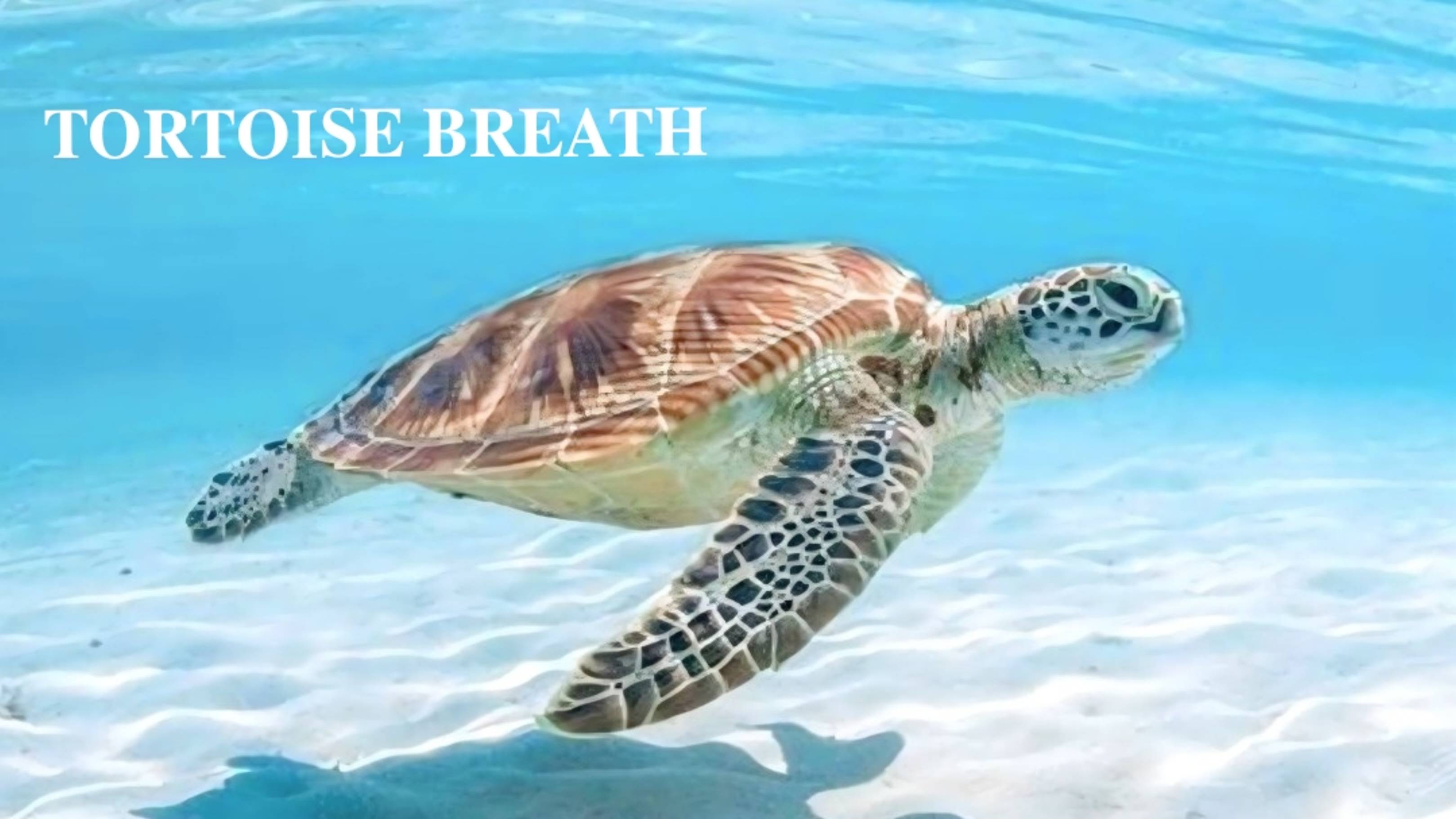 ДЫХАНИЕ ЧЕРЕПАХИ | 𝐓𝐎𝐑𝐓𝐎𝐈𝐒𝐄 𝐁𝐑𝐄𝐀𝐓𝐇