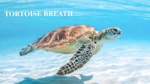 ДЫХАНИЕ ЧЕРЕПАХИ | 𝐓𝐎𝐑𝐓𝐎𝐈𝐒𝐄 𝐁𝐑𝐄𝐀𝐓𝐇