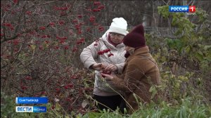 Теплая осень: как повышенные температуры влияют на северные растения?