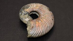 Аммонит пиритозамещённый, 20 г, Ульяновск