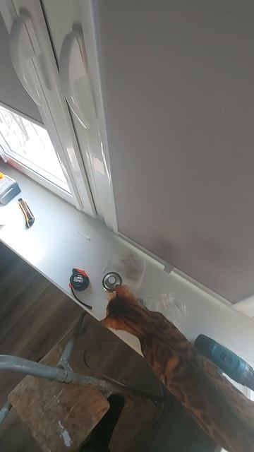 Леопардовый инспектор на монтаже