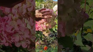 Гортензия метельчатая "Ванилла Фрейз" в октябре.