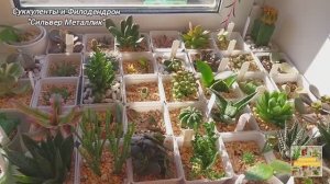 Суккуленты и Филодендрон "Сильвер Металлик".