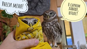 Скрутили соверму из сыча ХЗ и укоротили ему клевало во имя красоты и гармонии. Сыч Лучик следил!