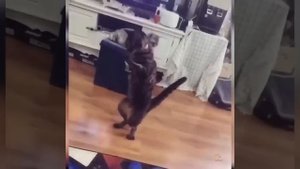 Видео от МЯУтаверс – как метавселенная, но с котами