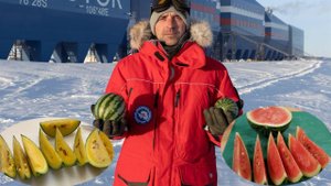 В Антарктиде вырастили урожай желтых и красных арбузов: кадры