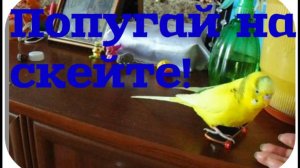 Попугай на скейте. Как научить попугая кататься на скейтборде? Как попугай катается на скейте