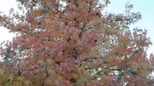 29=10=2025  КРАСНОДАР.  ПАРК  С.  ГАЛИЦКОГО . ОСЕНЬ.  (261)