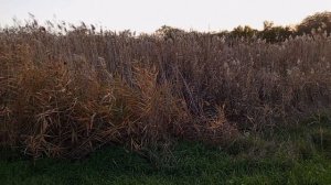 Вечерняя прогулка у реки