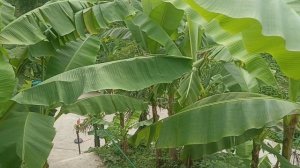 Дорога к пляжу Цихисдзири (Грузия) 13.07.2025