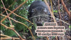 ДНЕВНИК лесного кота Барсика: «Зажировка удалась!»  - 25 октября 2025 года