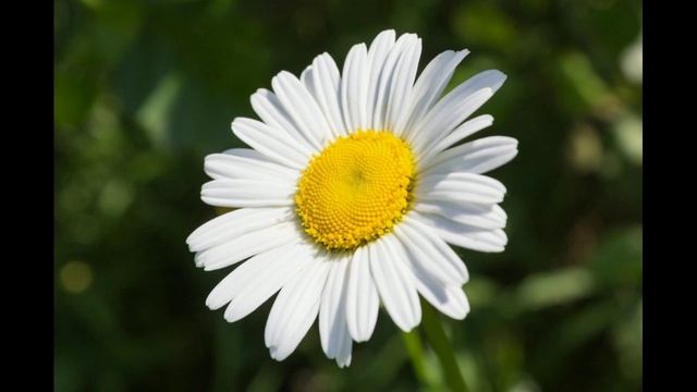 Лепесток ромашки