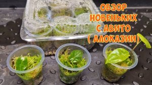 Закупилась цветами. Новинки для домашней оранжереи. Алоказии. Обзор.