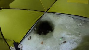 Рыбалка на Енисее. Налим на зимнюю удочку.