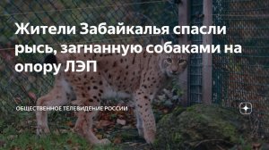 В Забайкальском крае спасли рысёнка которого собаки загнали на опору ЛЭП