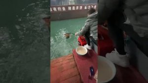 Ловля летающих карпов