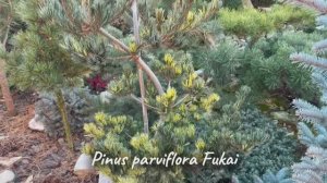 Pinus parviflora Fukai