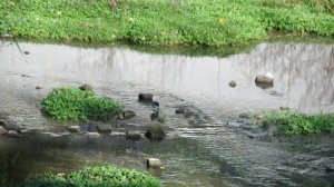 Черныш на Салгире. Видео С.Т. Комарова