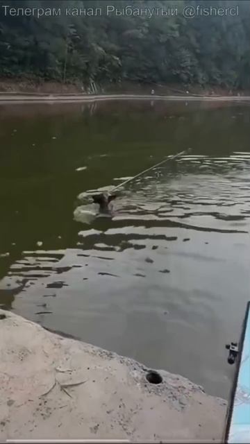 Вот такой должна быть собака рыбака